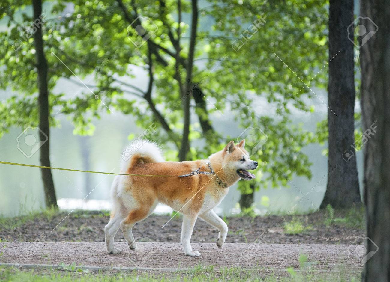 Aikita Inu Dog Walking