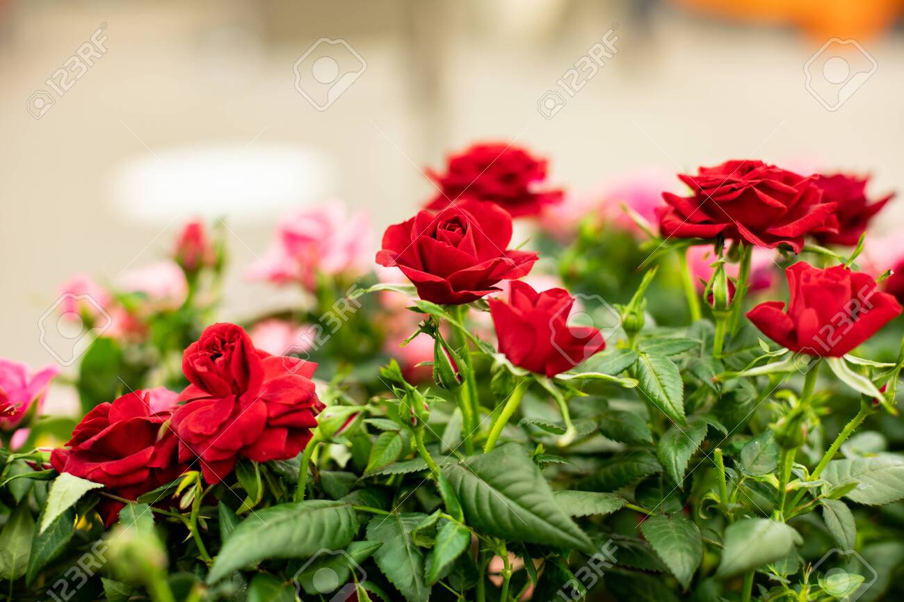 Red Roses Blossom On A Bush, Background Backdrop Design. Small Flowers Of  Bushy Red Roses, Fresh Natural Beautiful Open Rose Flower. Holiday Gift  Bouquet Of Blooming Roses Stock Photo, Picture and Royalty, image size:1300x866