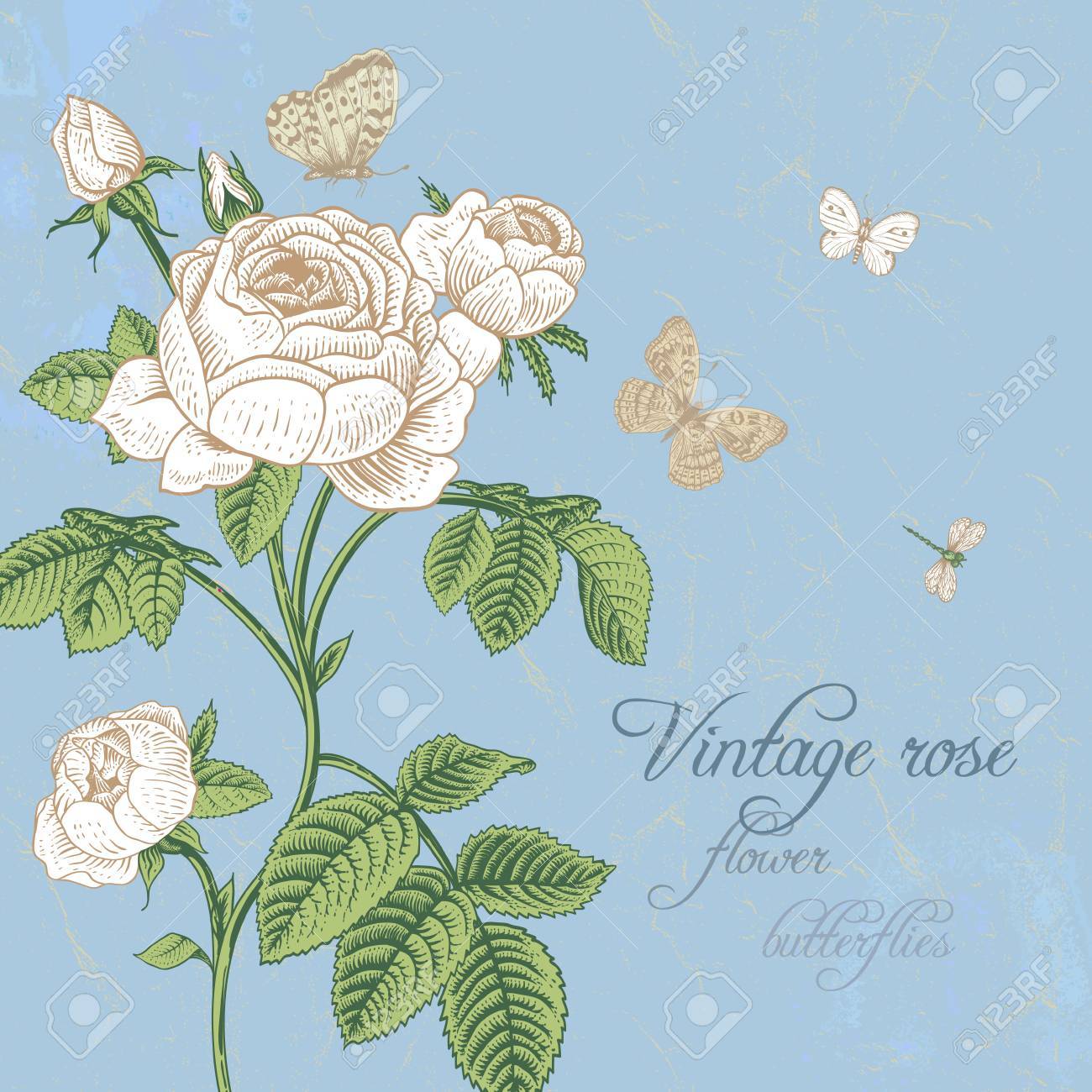 ビンテージ ベクトル カード開花白いクラシック明るい青の背景にトンボと白の蝶と薔薇 のイラスト素材 ベクタ Image