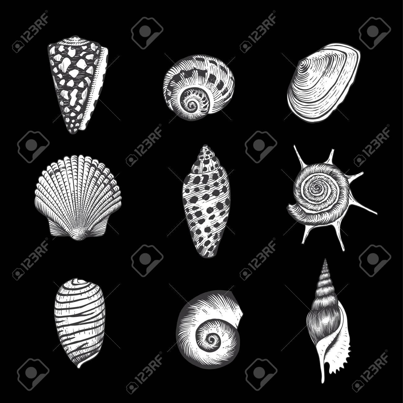 ベクトル ビンテージ貝殻殻 黒の背景上の 9 の黒と白のイラストの設定します のイラスト素材 ベクタ Image