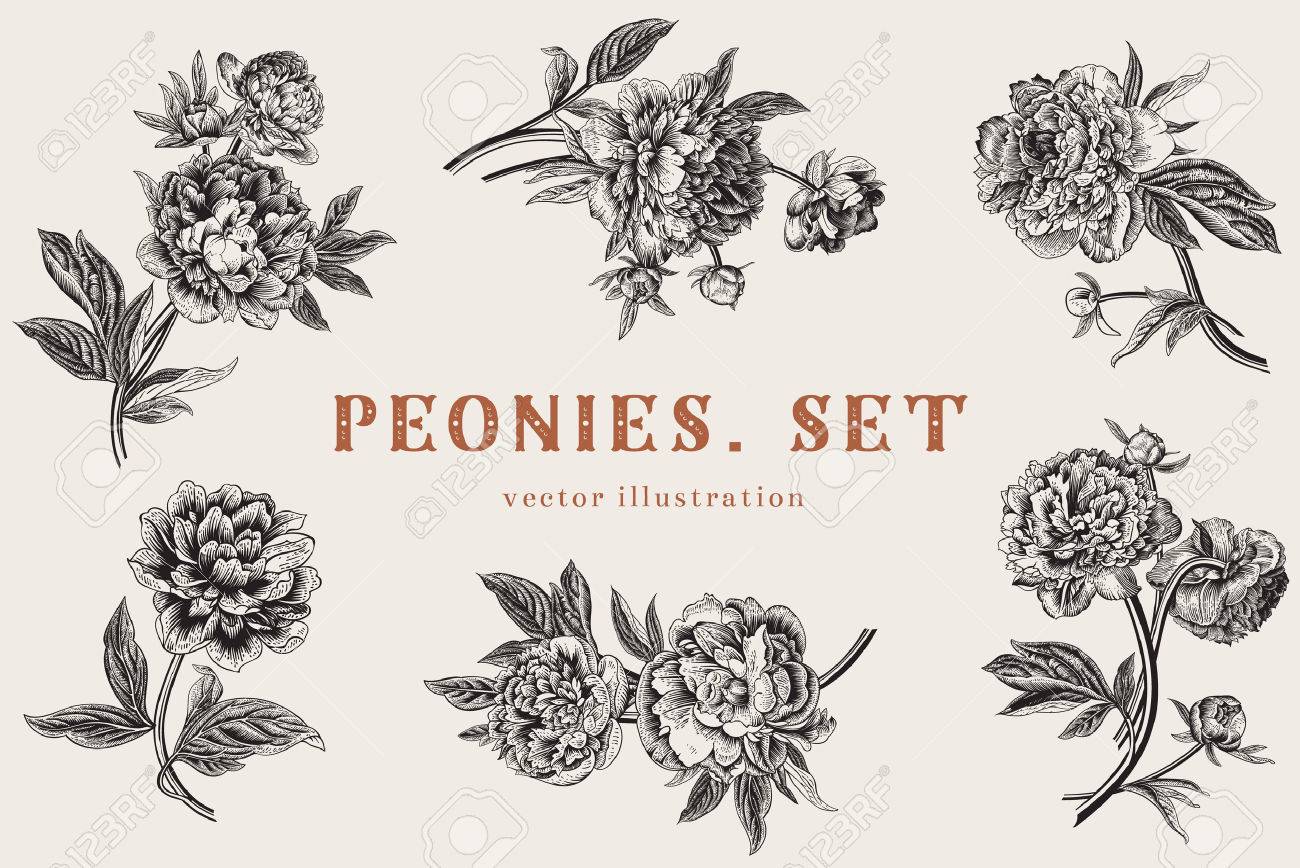 Vintage vector illustration. Peonies. Set. - 43466649 Vintage vector illustration. Peonies. Set. - 43466649