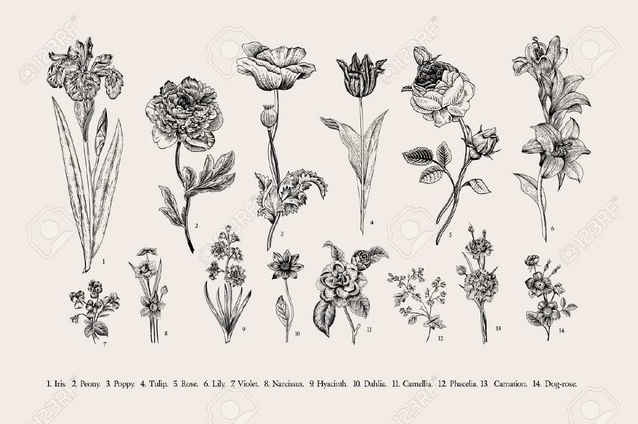 Botany. Set. Vintage flowers. Black and white illustration in the style of engravings. - 50286839 Botany. Set. Vintage flowers. Black and white illustration in the style of engravings. - 50286839