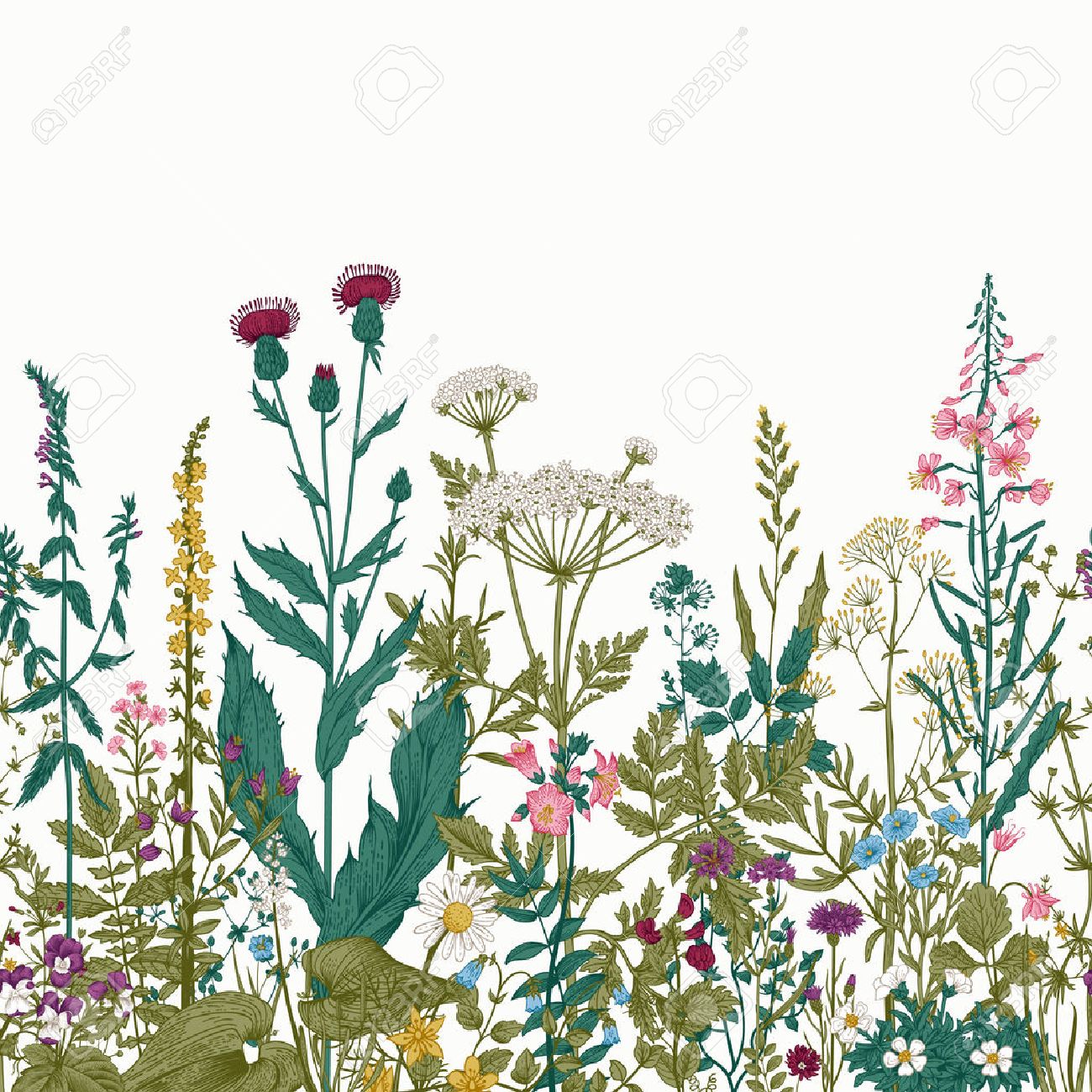 Vector seamless floral border. Herbs and wild flowers. Botanical Illustration engraving style. Colorful - 52411605 Vector seamless floral border. Herbs and wild flowers. Botanical Illustration engraving style. Colorful - 52411605