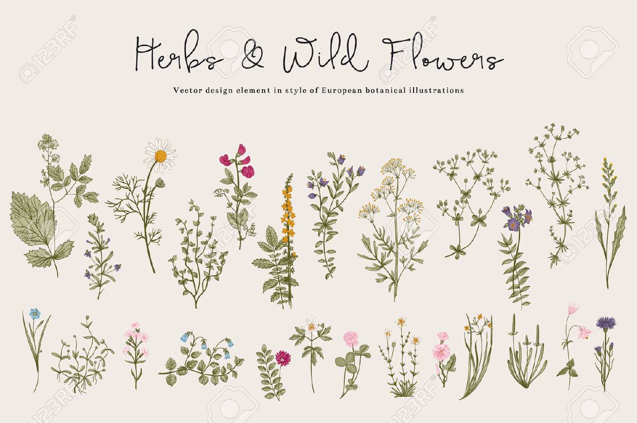 Herbs and Wild Flowers. Botany. Set. Vintage flowers. Colorful illustration in the style of engravings. - 52411604 Herbs and Wild Flowers. Botany. Set. Vintage flowers. Colorful illustration in the style of engravings. - 52411604