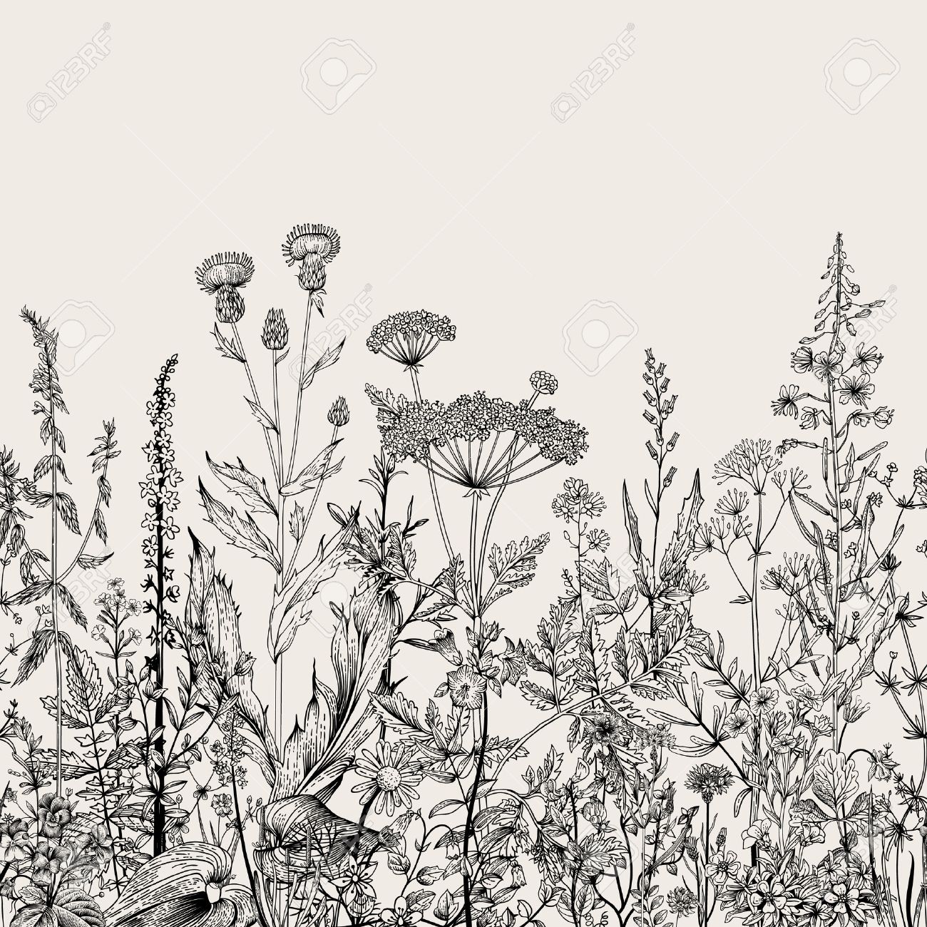 Vector seamless floral border. Herbs and wild flowers. Botanical Illustration engraving style. Black and white - 52411609 Vector seamless floral border. Herbs and wild flowers. Botanical Illustration engraving style. Black and white - 52411609