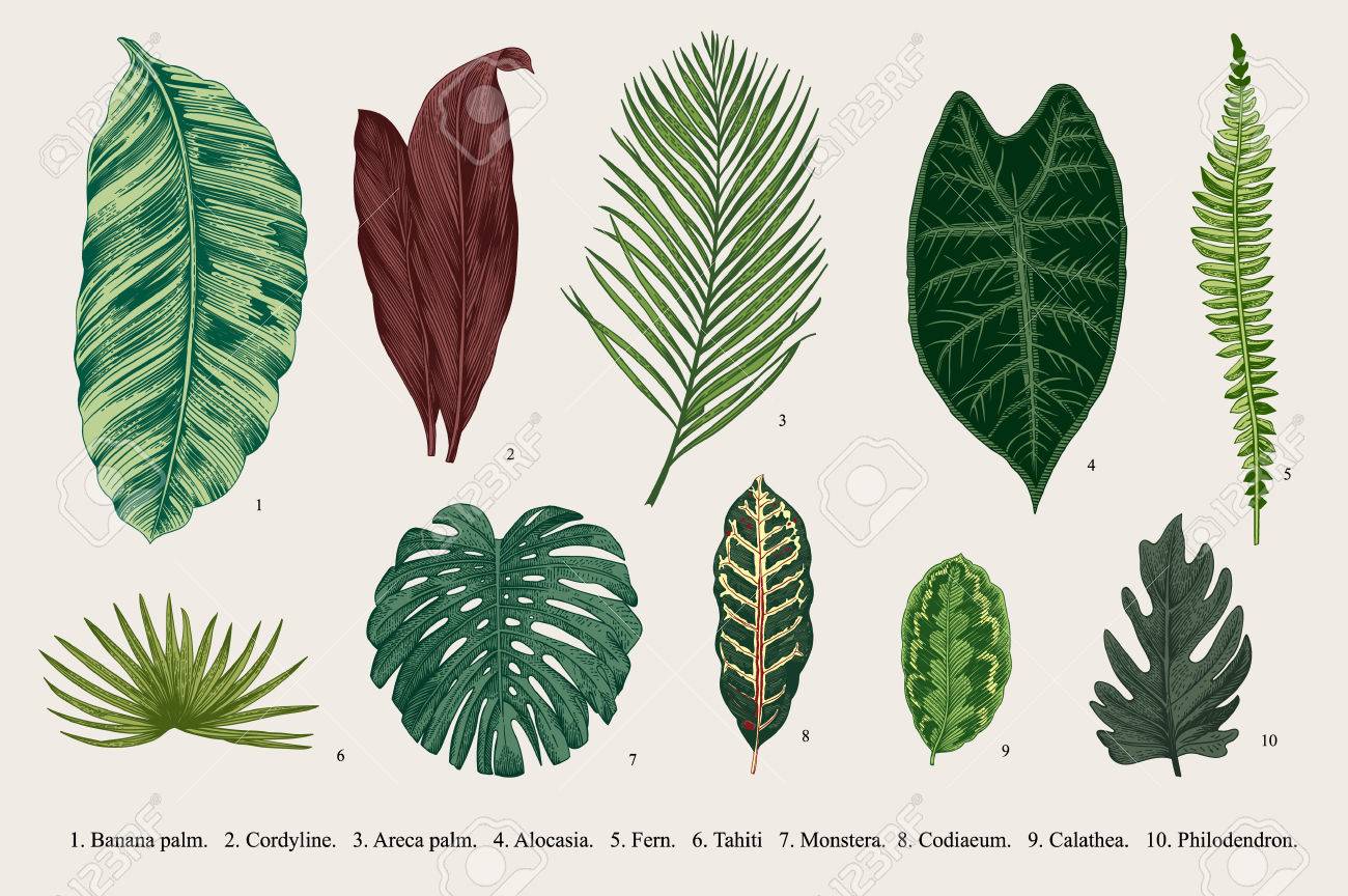 Set Leaf. Exotics. Vintage botanical illustration. - 59921644 Set Leaf. Exotics. Vintage botanical illustration. - 59921644