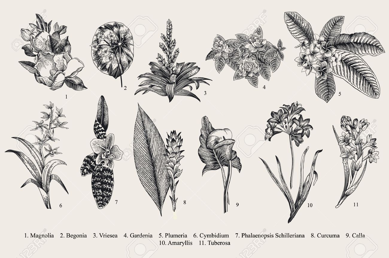 Exotic flowers set. Botanical vector vintage illustration. Design elements. Black and white - 64837564 Exotic flowers set. Botanical vector vintage illustration. Design elements. Black and white - 64837564