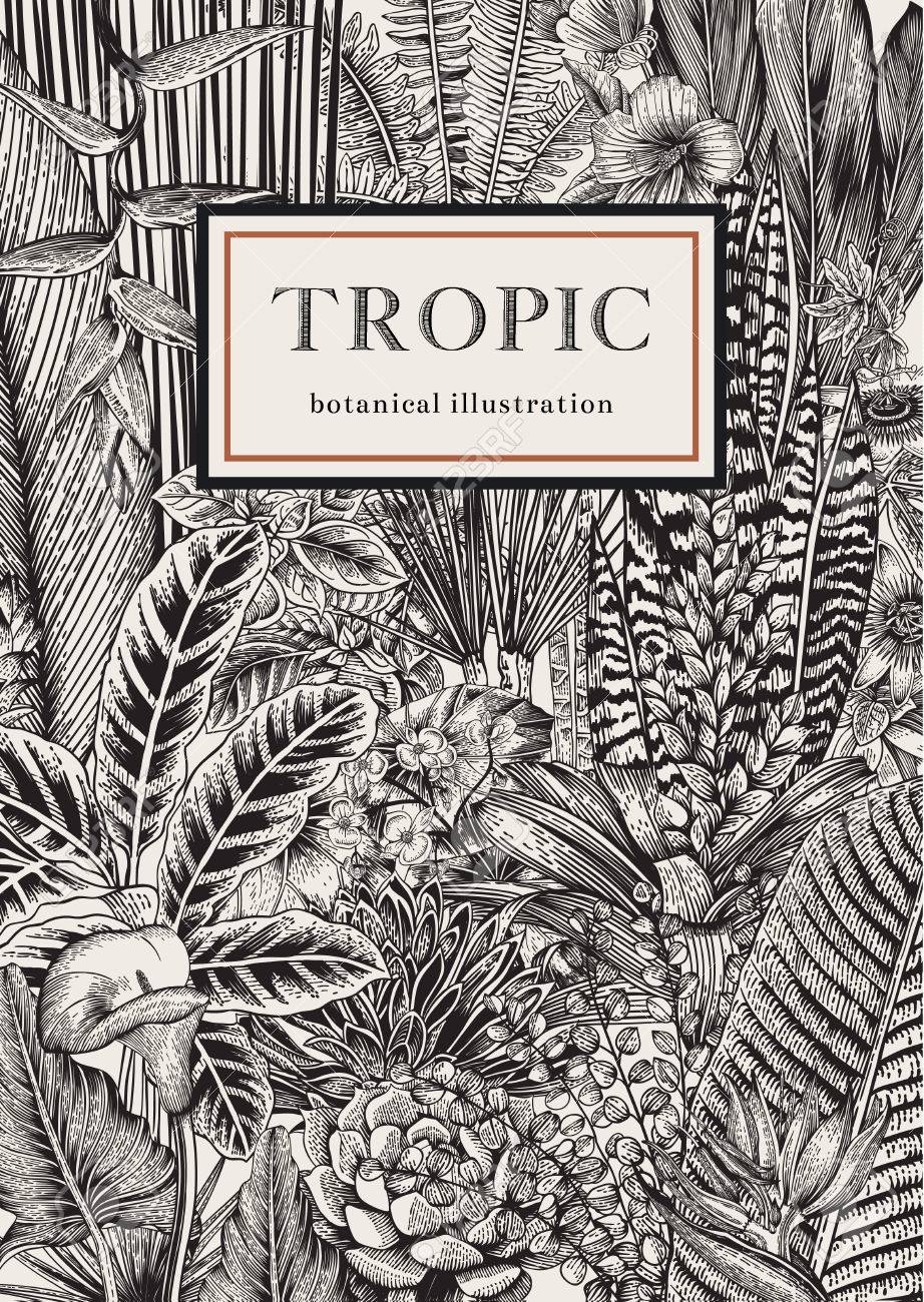 Vector card vintage. Exotic flowers and plants. Botanical classic illustration. - 64657527 Vector card vintage. Exotic flowers and plants. Botanical classic illustration. - 64657527