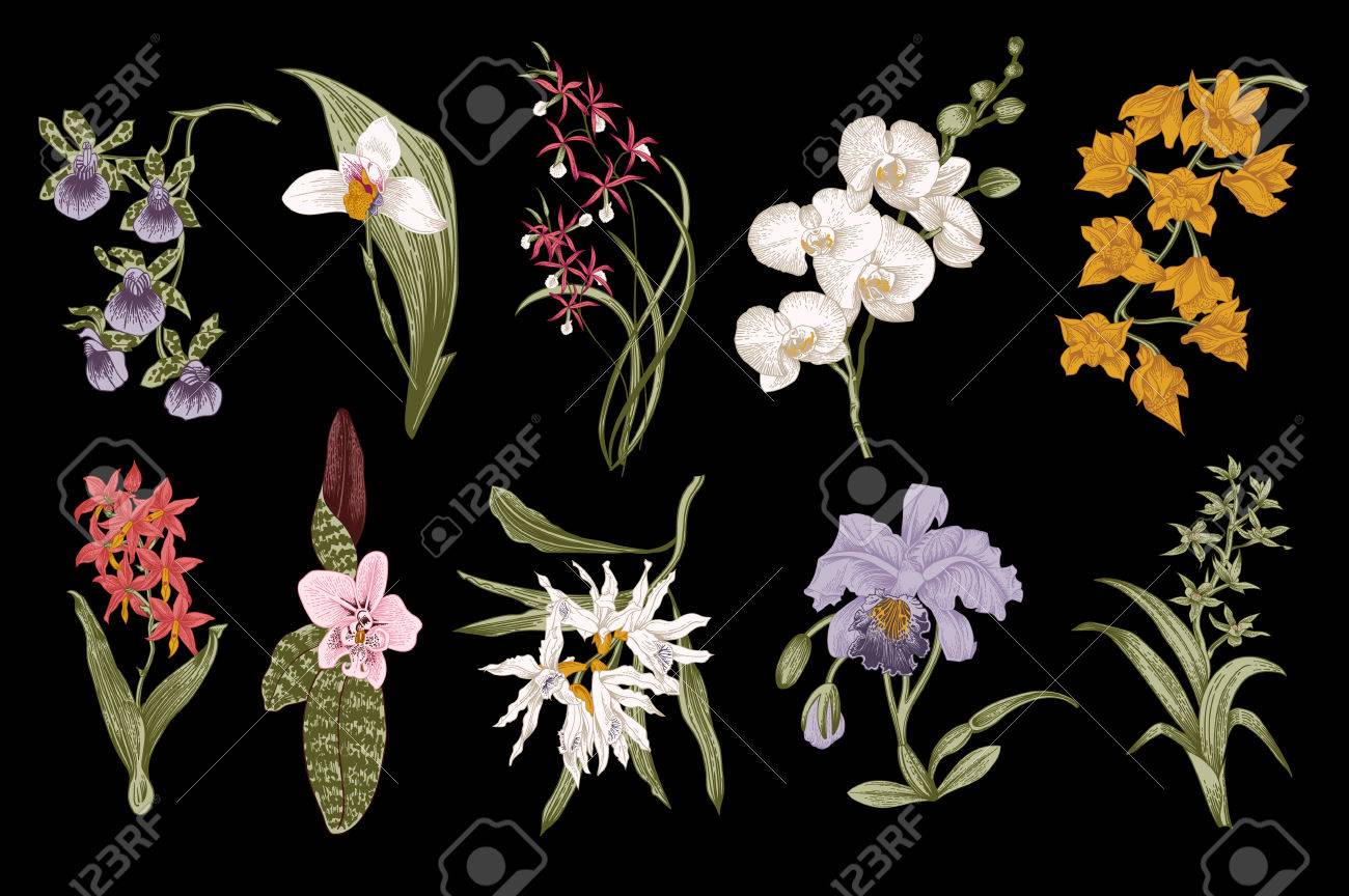 Exotic Orchid Set Botanical Vector Vintage Illustration Design Royalty Free Cliparts Vectors And Stock Illustration Image 66593362