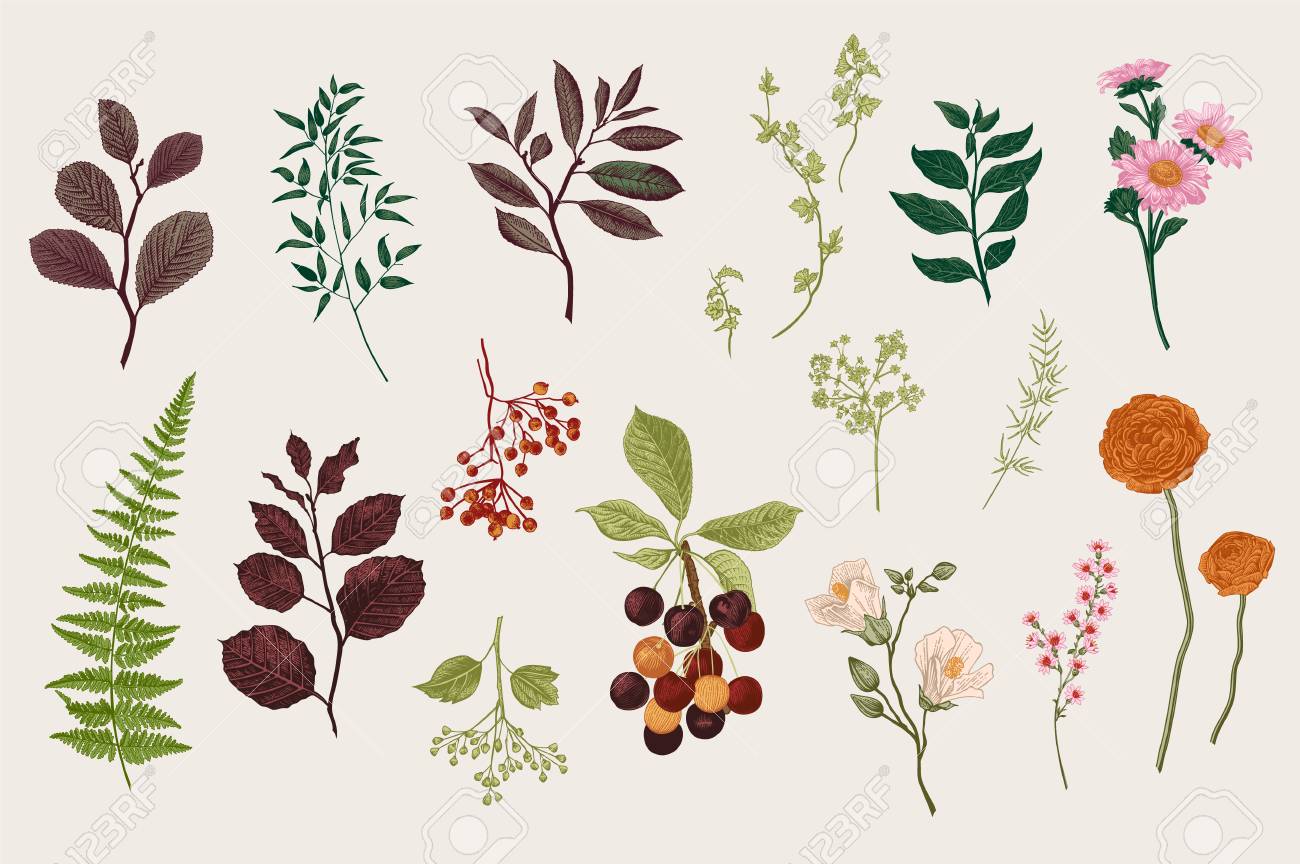 葉 花 果実を設定します 植物のベクトル ビンテージ イラスト 花屋のセットです カラフルです のイラスト素材 ベクタ Image 9210