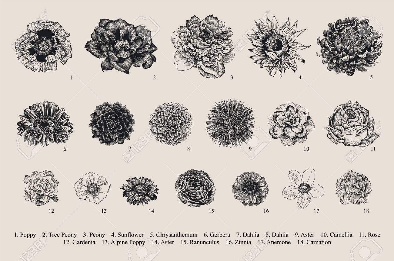 Dahlias set. Botanical vector vintage illustration. Design elements. Black and white - 86224408 Dahlias set. Botanical vector vintage illustration. Design elements. Black and white - 86224408