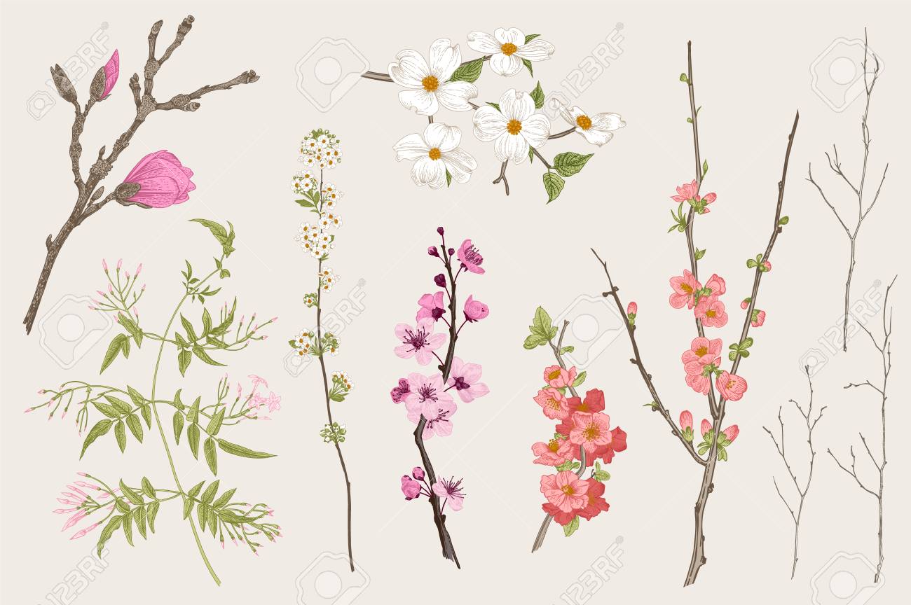 Blooming gargen. Spring Flowers and twig. Magnolia, spirea, cherry blossom, dogwood, jasmine, quince, birch twig. Vintage vector botanical illustration - 96566753 Blooming gargen. Spring Flowers and twig. Magnolia, spirea, cherry blossom, dogwood, jasmine, quince, birch twig. Vintage vector botanical illustration - 96566753