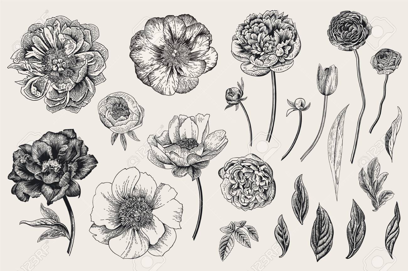 Set Of Spring Flowers Vintage Vector Botanical Illustration Royalty Free Cliparts Vectors And Stock Illustration Image 96683827 If you are too stressed out with all these high tech stuff, you need to stop, relax and try to look back. set of spring flowers vintage vector botanical illustration