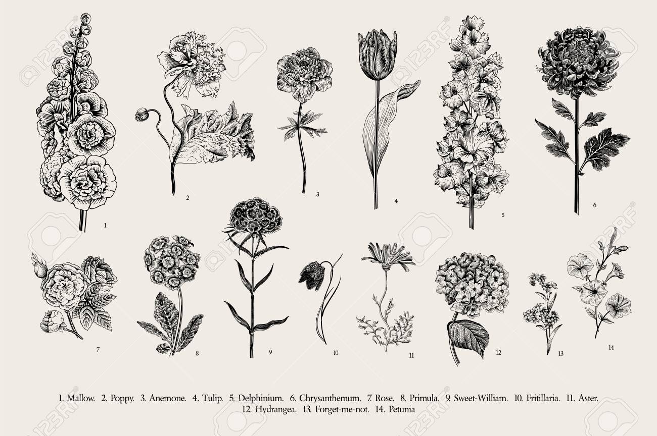 Big set flowers. Victorian garden flowers. Classical botanical vintage illustration. Black and white - 112062388 Big set flowers. Victorian garden flowers. Classical botanical vintage illustration. Black and white - 112062388