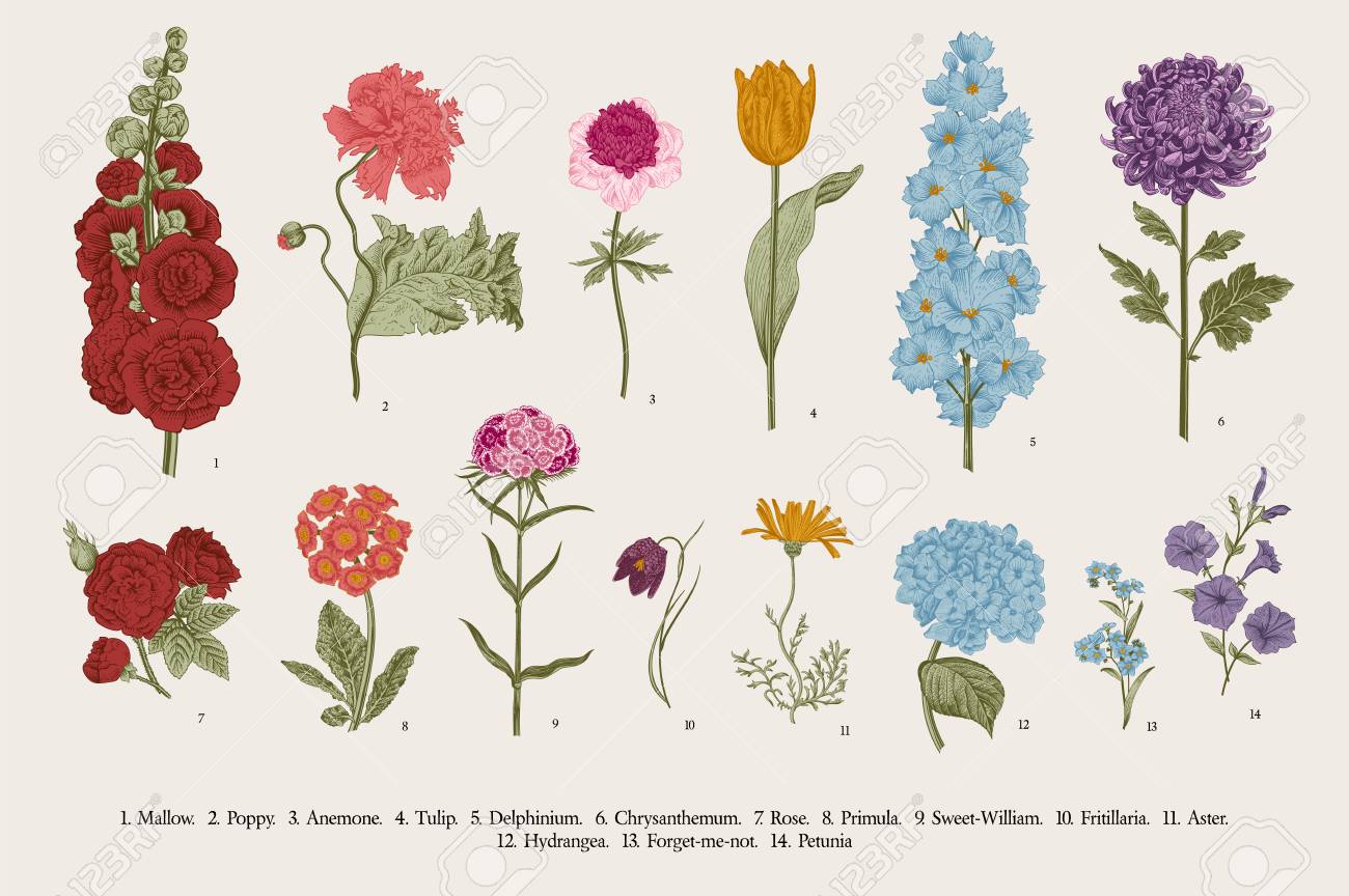 Big set flowers. Victorian garden flowers. Classical botanical vintage illustration. - 112062390 Big set flowers. Victorian garden flowers. Classical botanical vintage illustration. - 112062390