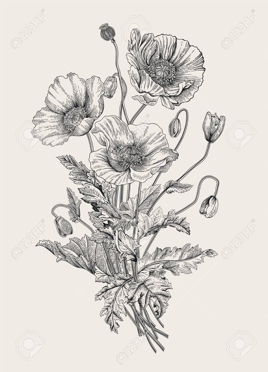 Vintage illustration. Bouquet. Poppies. Black and white - 133949846 Vintage illustration. Bouquet. Poppies. Black and white - 133949846