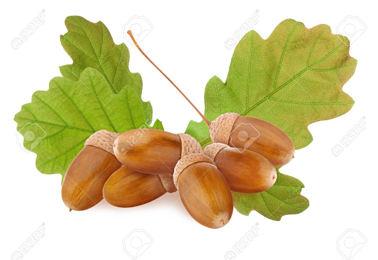 Acorn Isolated Small Group Of Ripe Brown Acorns And Green Oak Stock Photo Picture And Royalty Free Image Image 135262313