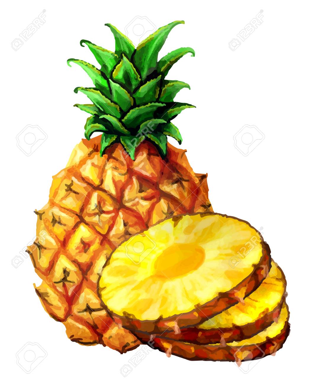 リアルな水彩ベクトルのパイナップルのイラストです スライス Ananas 円 のイラスト素材 ベクタ Image