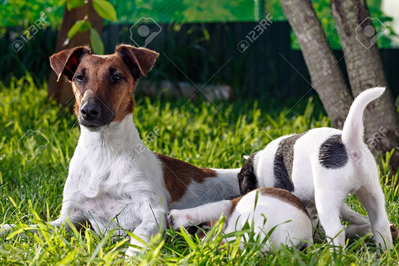 A Purebred Smooth Haired Fox Terrier Feeds Her Hungry Puppies