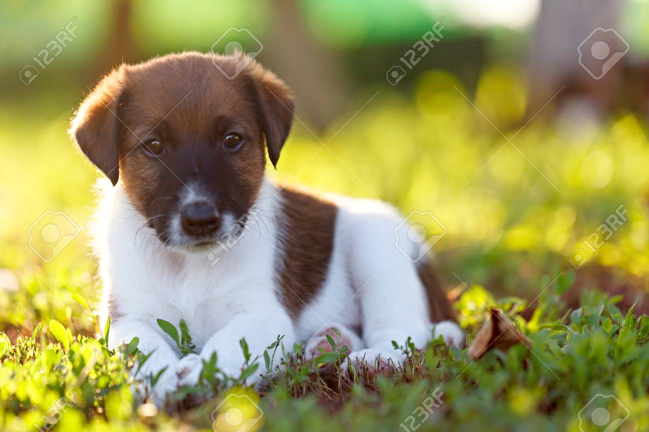 Purebred Puppy Smooth Haired Fox Terrier Is Resting On A Walk