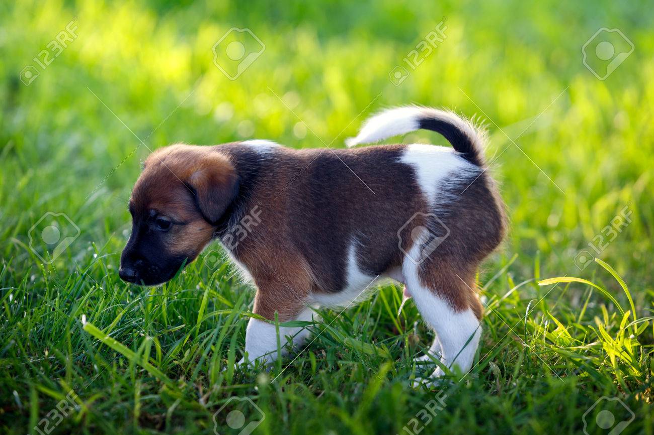 Purebred Puppy Smooth Haired Fox Terrier Walks In The Park