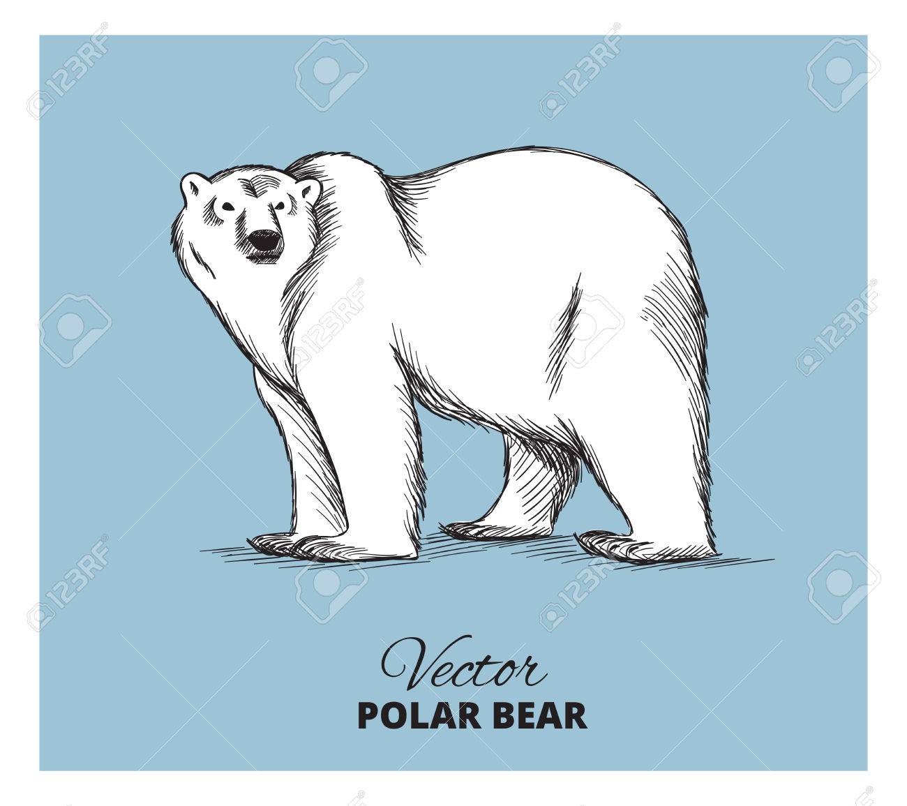 シロクマの手描きイラスト ベクター スケッチ のイラスト素材 ベクタ Image シロクマの手描きイラスト ベクター スケッチ のイラスト素材 ベクタ Image