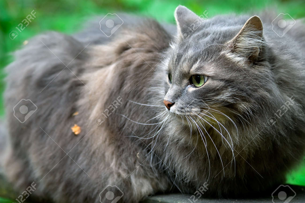 fluffy grey cat
