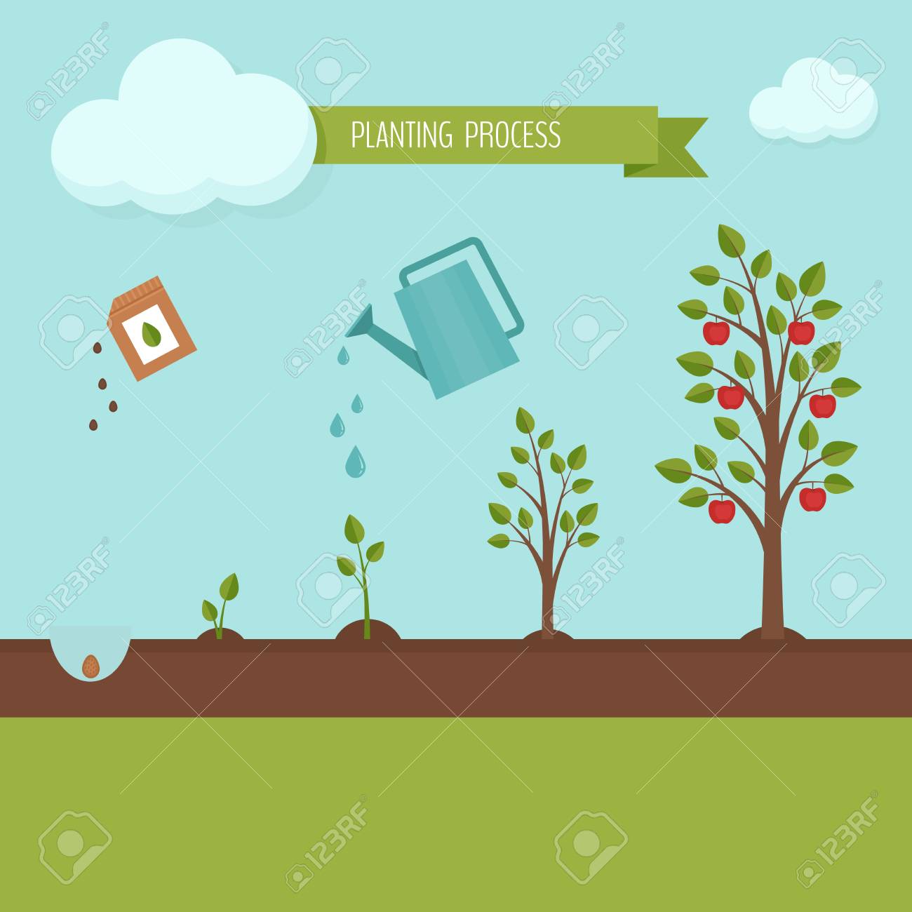 Planting tree process infographic. Apple tree growth stages. Steps of plant growth. Flat design, vector illustration. - 87468381 Planting tree process infographic. Apple tree growth stages. Steps of plant growth. Flat design, vector illustration. - 87468381
