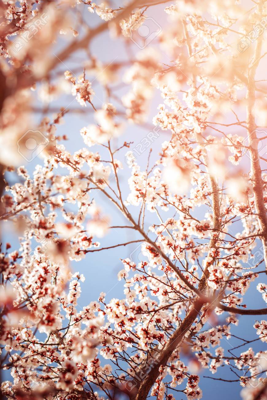 Belle Fleur De Cerisier Blanc Au Printemps Fond Naturel Abstrait Fond D Ecran Floral Mise Au Point Selective Petites Fleurs Blanches Sur Les Branches Des Arbres Banque D Images Et Photos Libres De Droits