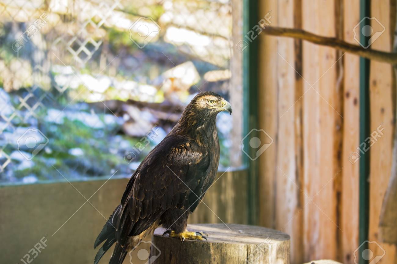 The Beautiful And Endangered Golden Eagle Or Aquila Chrysaetos