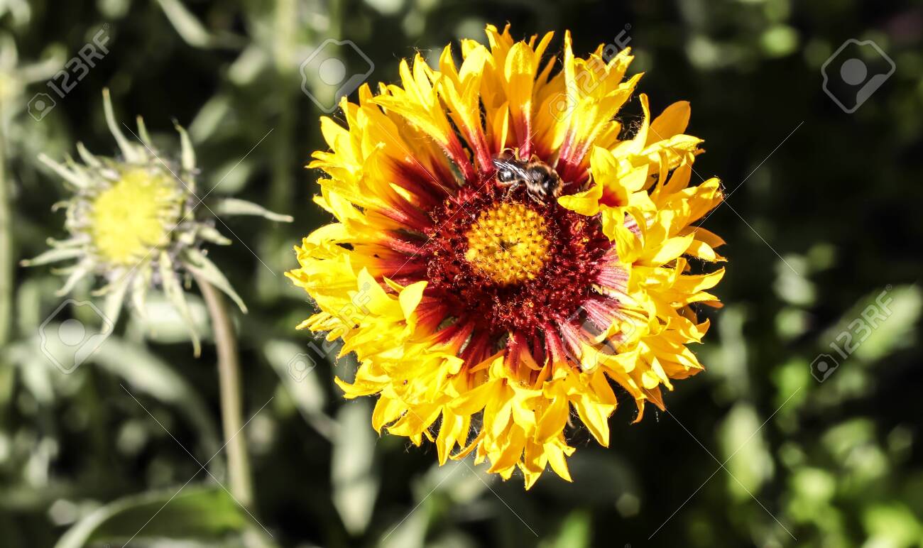 etiam-dictum-ipsum-a-felis