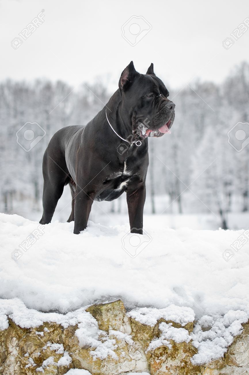 Black Cane Corso Dog Winter Portrait
