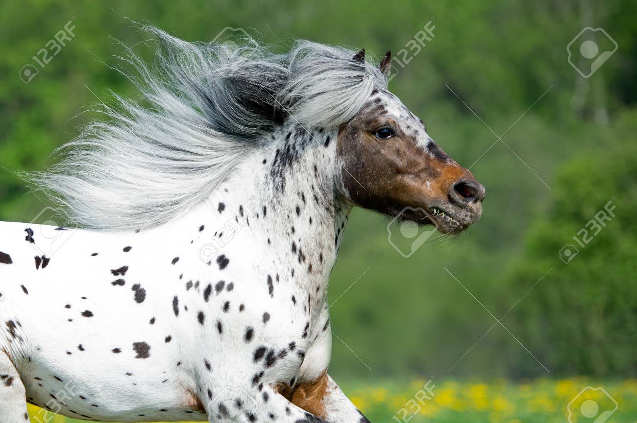 appaloosa horse runing on the meadow in summer time close up stock