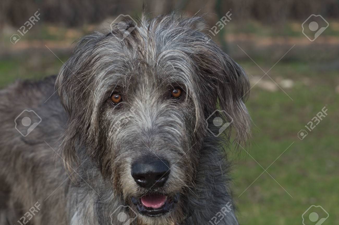 irish long haired dog