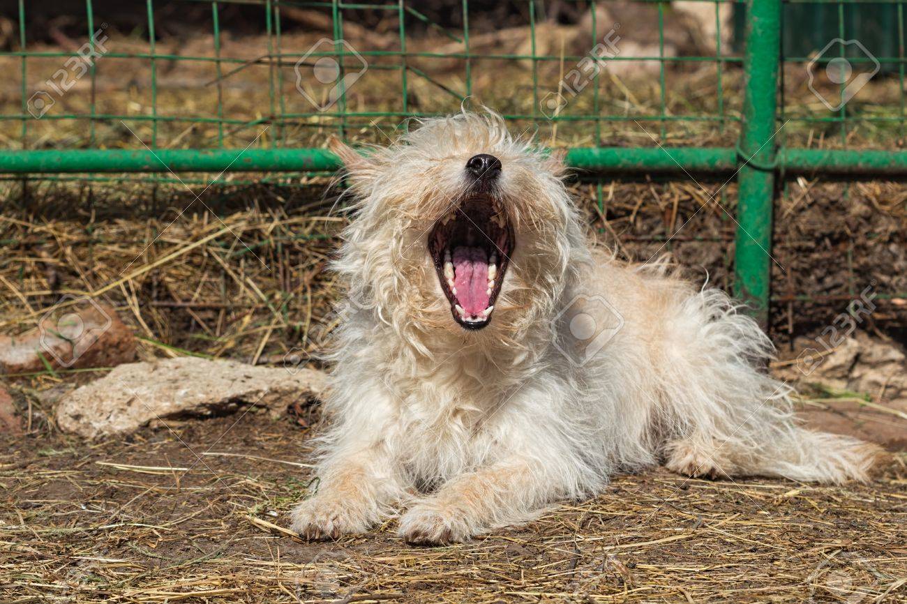 Petit Chien Bâtard Avec Une Longue Fourrure Située Près De La Clôture Et Bâillements Pris Sur Une Journée Dété Ensoleillée à Lextérieur Dans La