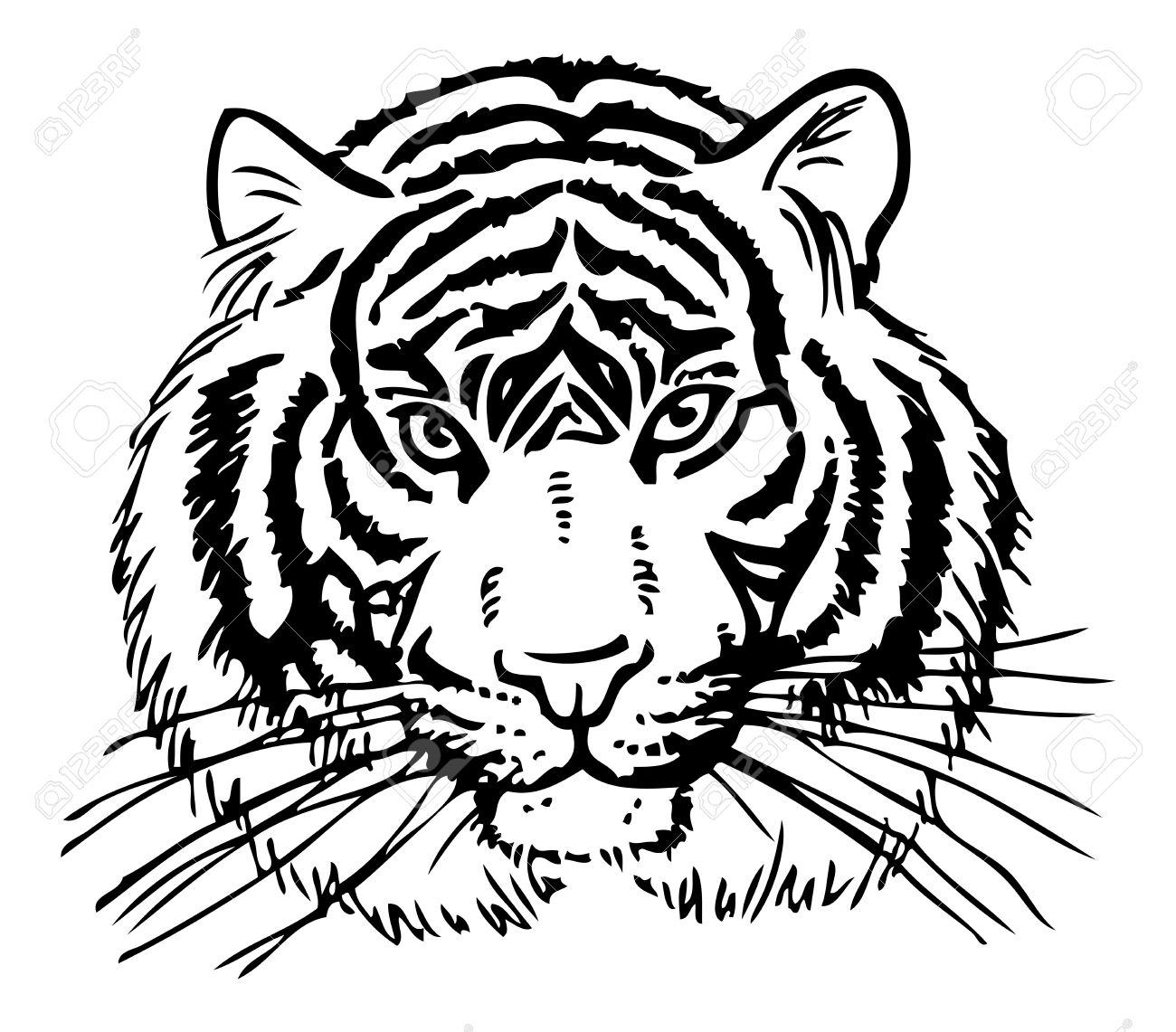 Dessin De La Tete De Tigre Sur Un Fond Blanc Clip Art Libres De Droits Vecteurs Et Illustration Image 46479719