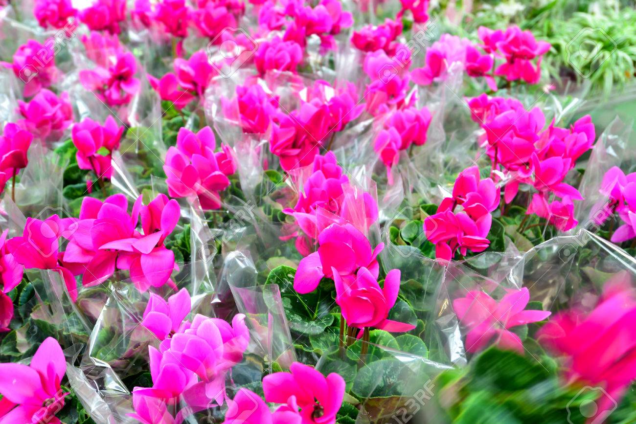 保育園で室内の観葉植物として栽培される装飾的な葉と ピンクのシクラメンの花のクローズ アップ の写真素材 画像素材 Image