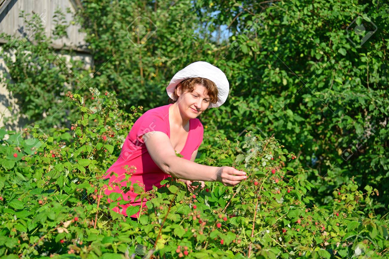 庭のラズベリーの収穫を収獲する女性 の写真素材 画像素材 Image