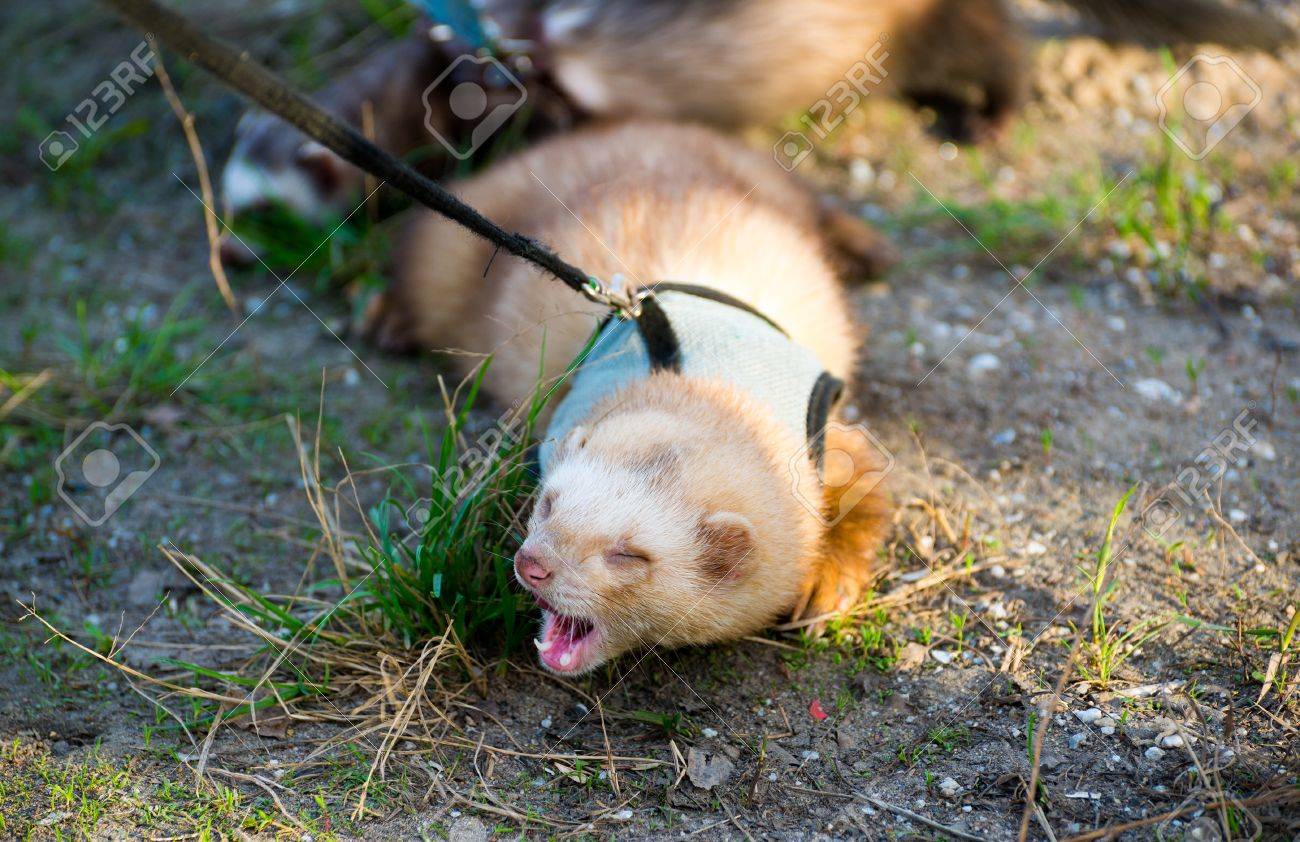 cloud control litter rebate