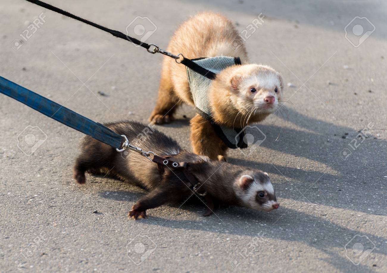 ferret collars