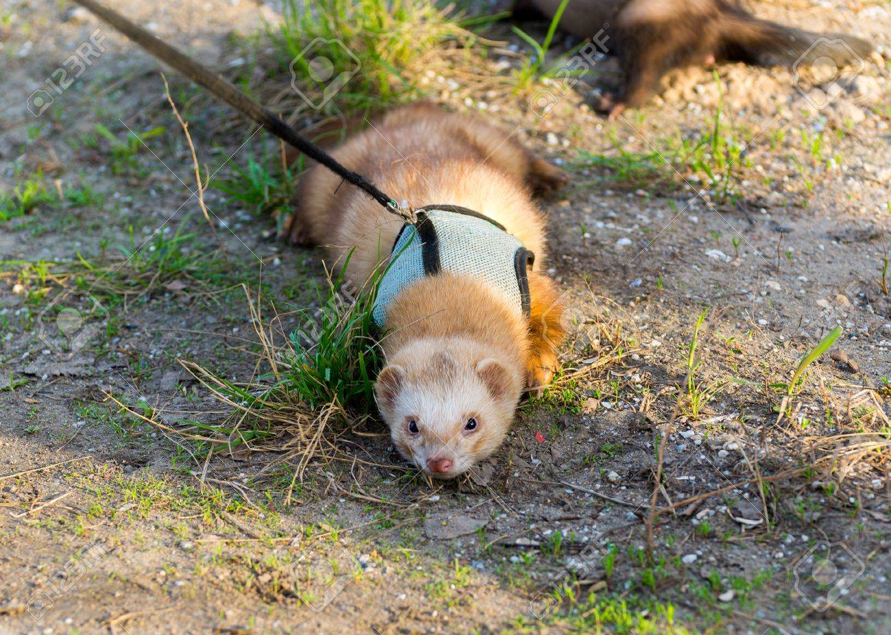 ferret leash