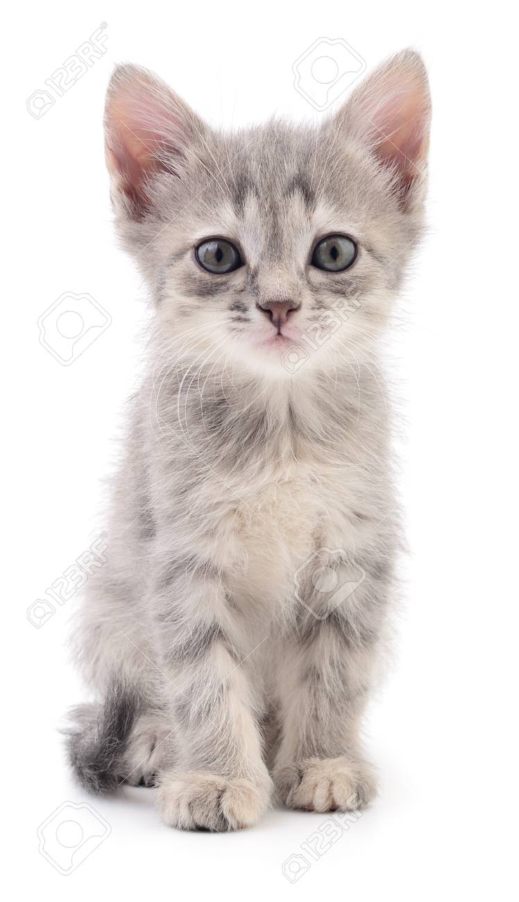 small gray kitten