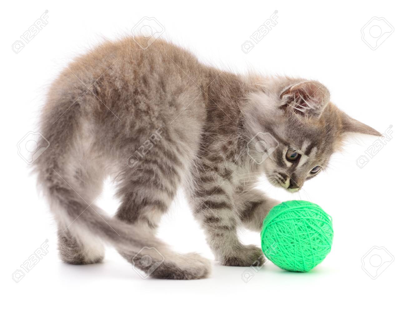 kitten ball of yarn