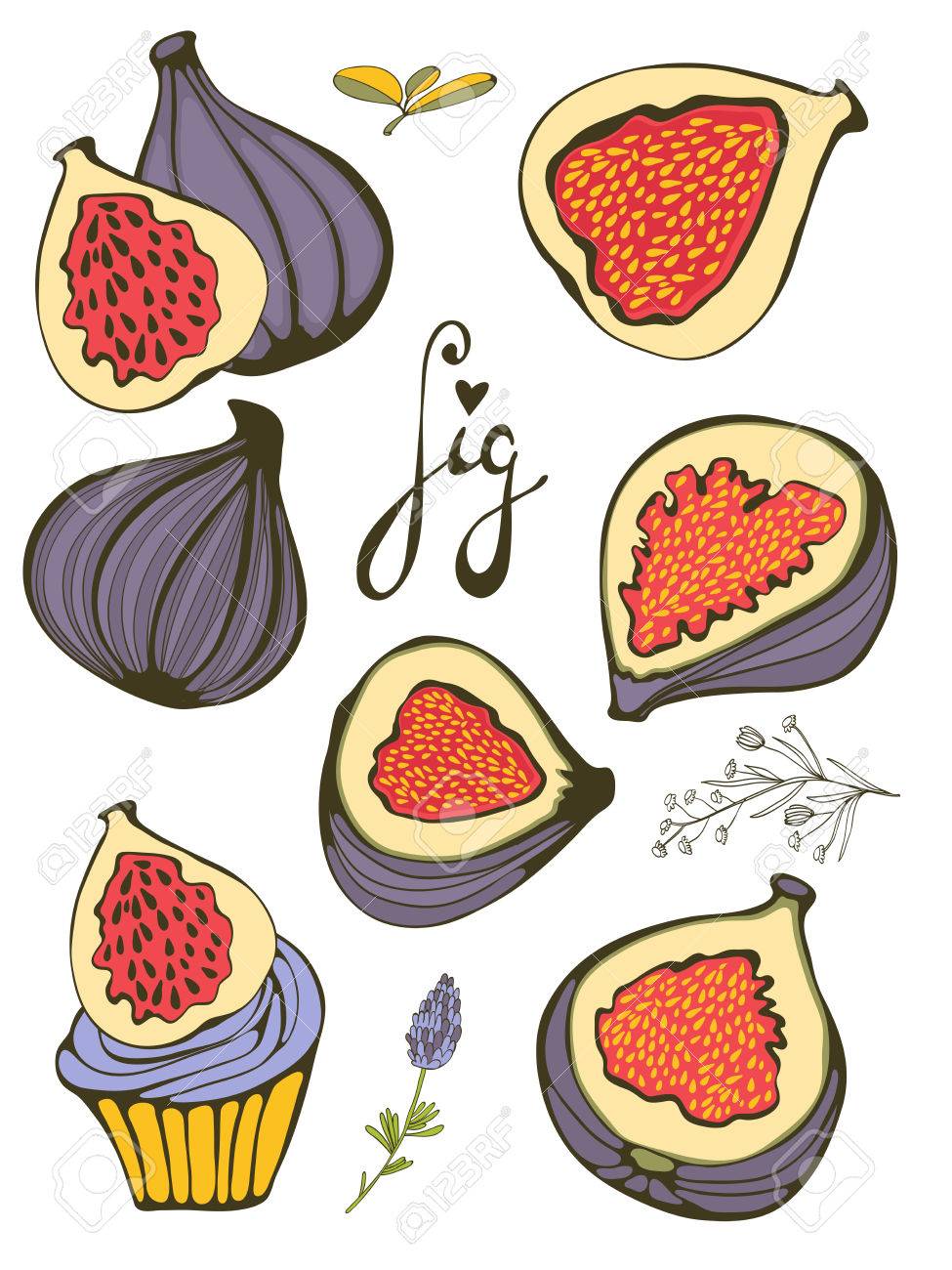 手描きのイチジク バイオ食品イラスト ベクトル形式でのイラスト素材 ベクタ Image
