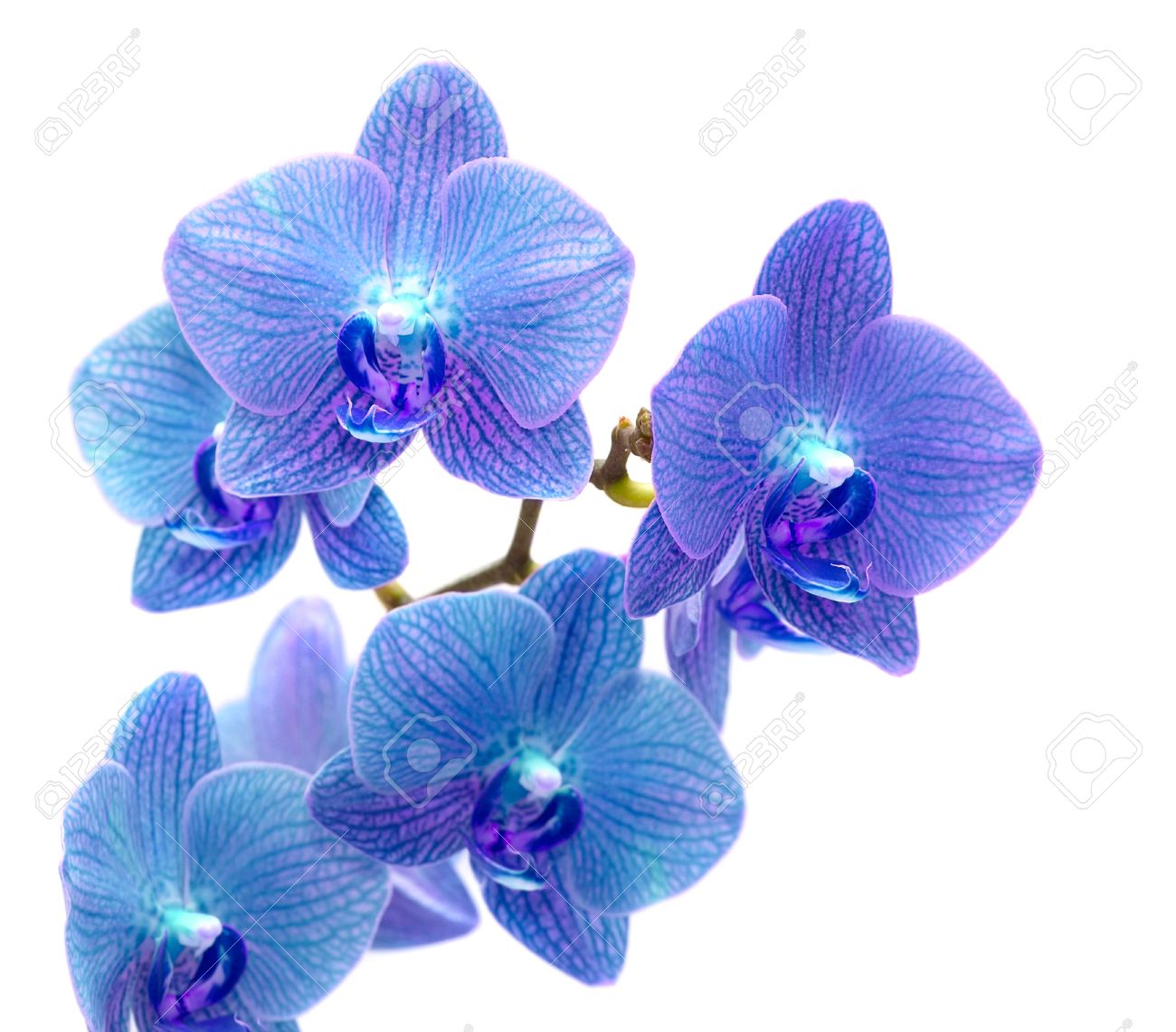 Belle Orchidee Bleue Isolee Sur Fond Blanc Banque D Images Et Photos Libres De Droits Image Belle Orchidee Bleue Isolee Sur Fond Blanc Banque D Images Et Photos Libres De Droits Image
