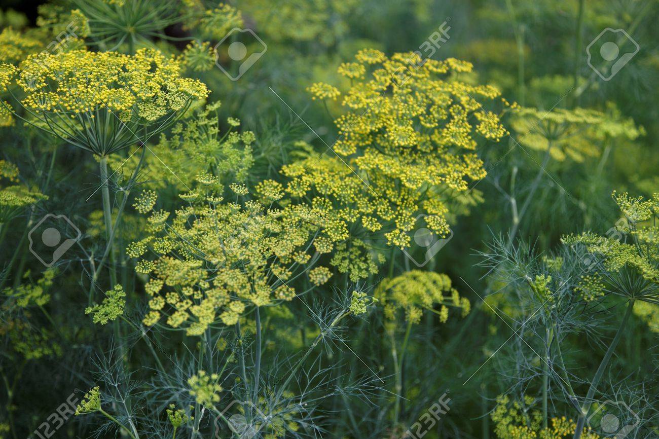 緑の背景にフェンネルの花 ディルの花 の写真素材 画像素材 Image