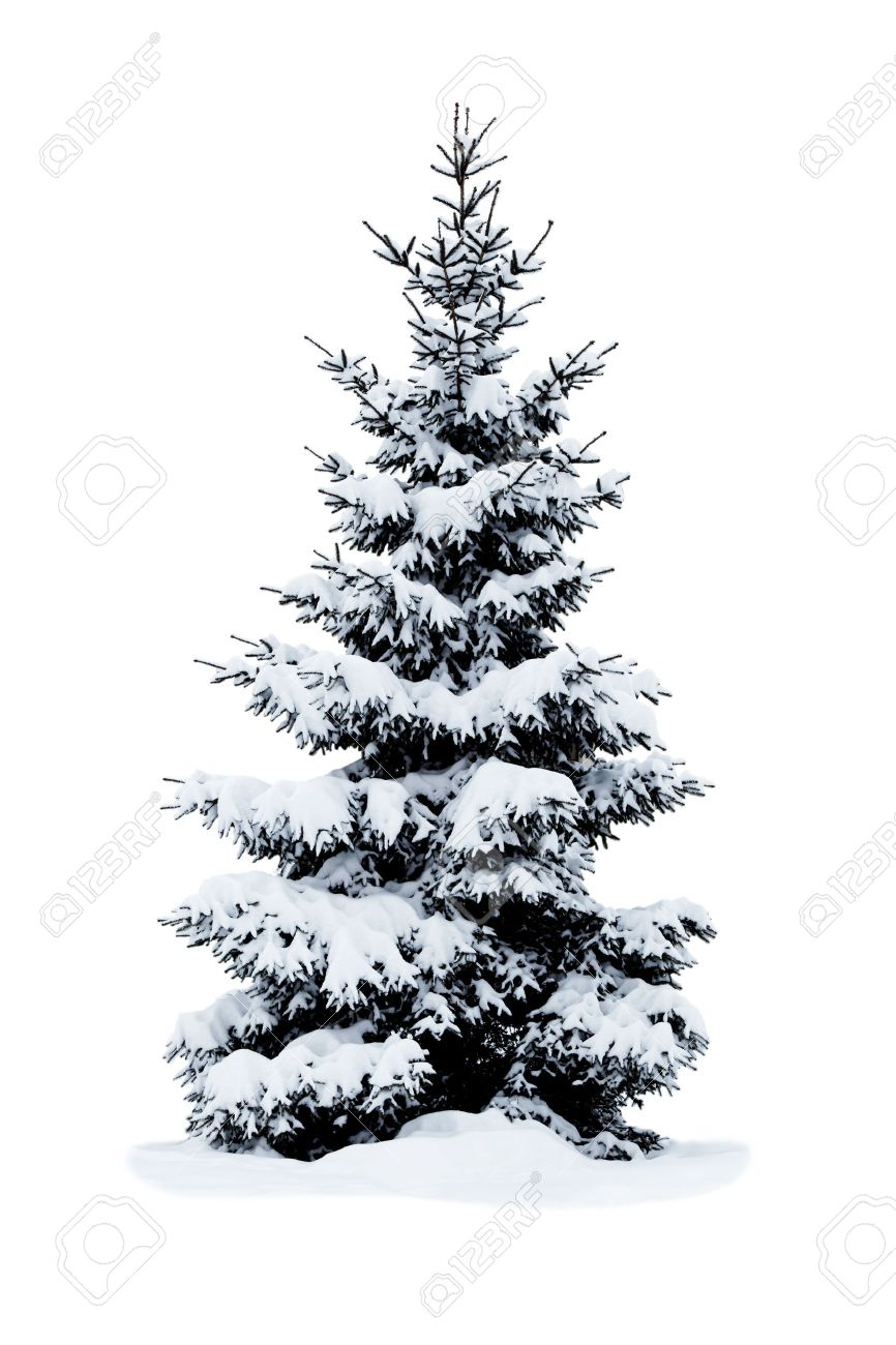 Christmas tree covered with snow isolated on white background. - 16426630 Christmas tree covered with snow isolated on white background. - 16426630