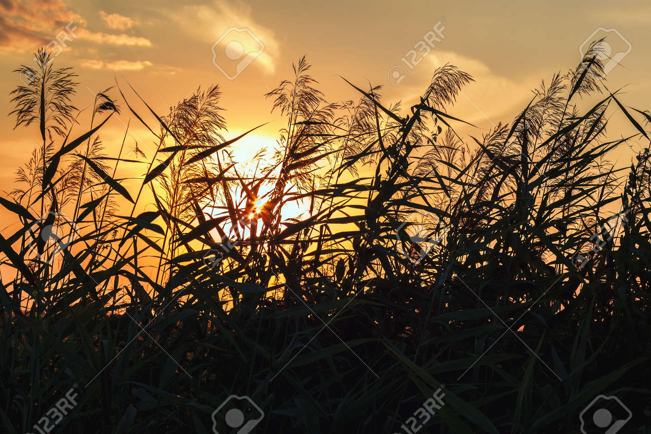 Grass in the meadow against the sky at sunset of the day. - 157708975 Grass in the meadow against the sky at sunset of the day. - 157708975