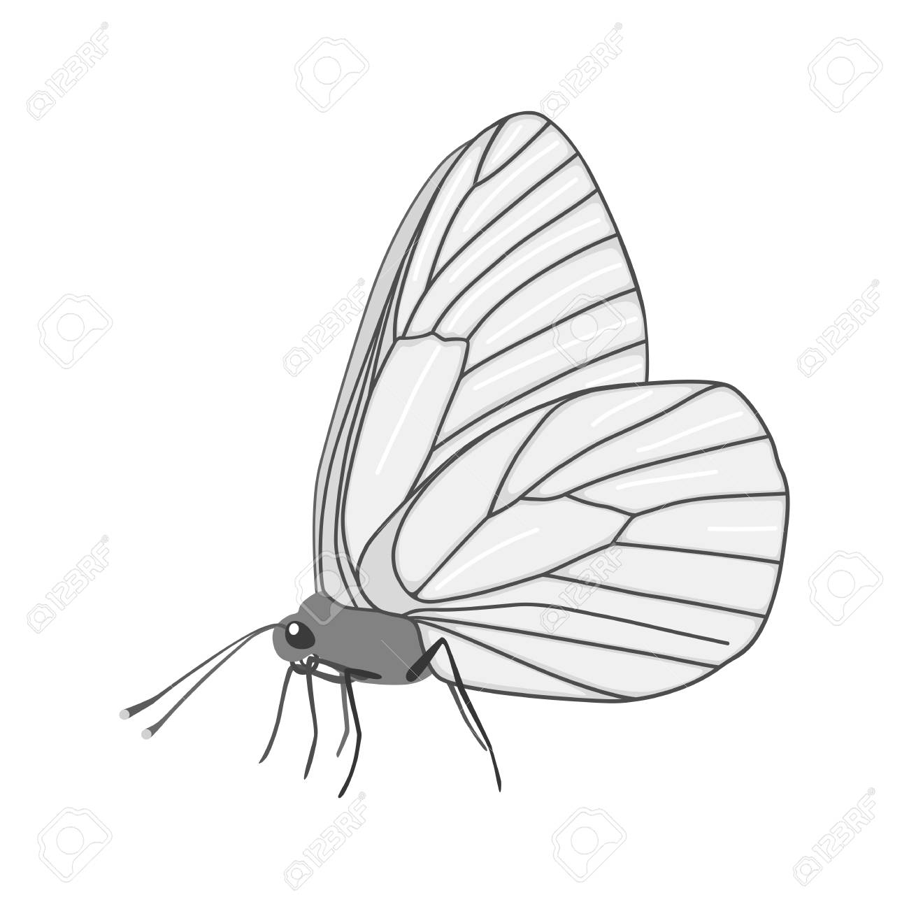 Isolated White Butterfly Aporia Crataegi With Black Outlines
