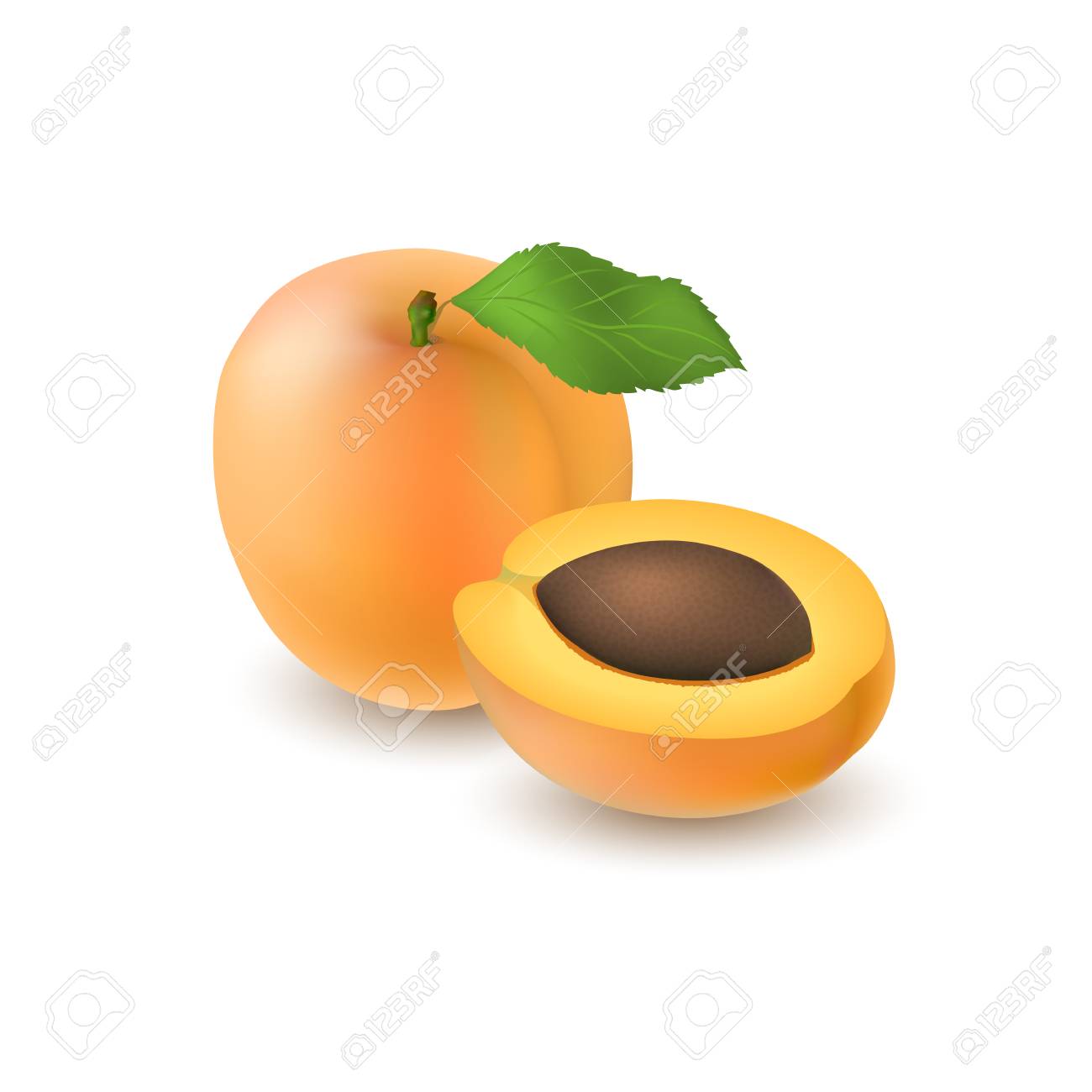 isolated realistic colored whole juicy apricot with stick and